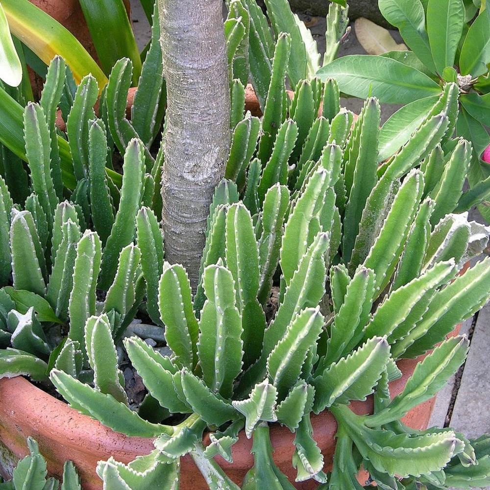 Star-Shaped Succulent - Stapelia Gigantea - Picture 8 of 11